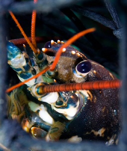 Face of despair. Lobster (Homarus gammarus) framed in Pot... by Jim Garland 